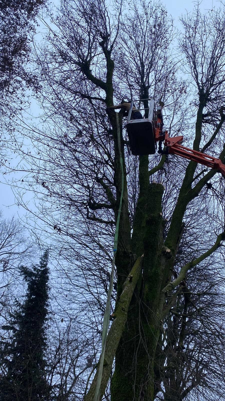 Potatura con piattaforma aerea di un grande albero