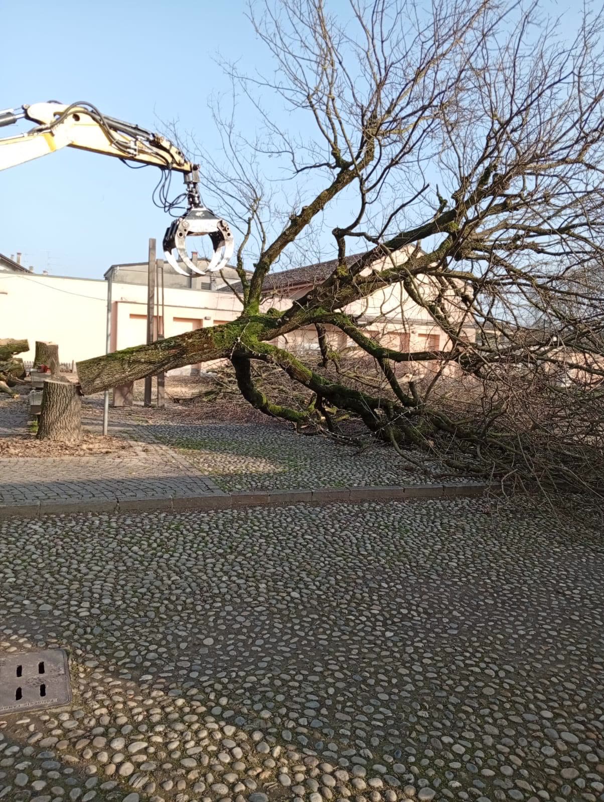 Escavatore con pinza che solleva un albero abbattuto