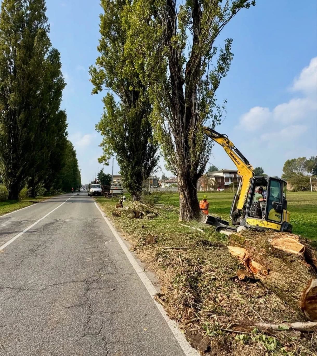 Abbattimento di un filare di pioppi lungo una strada