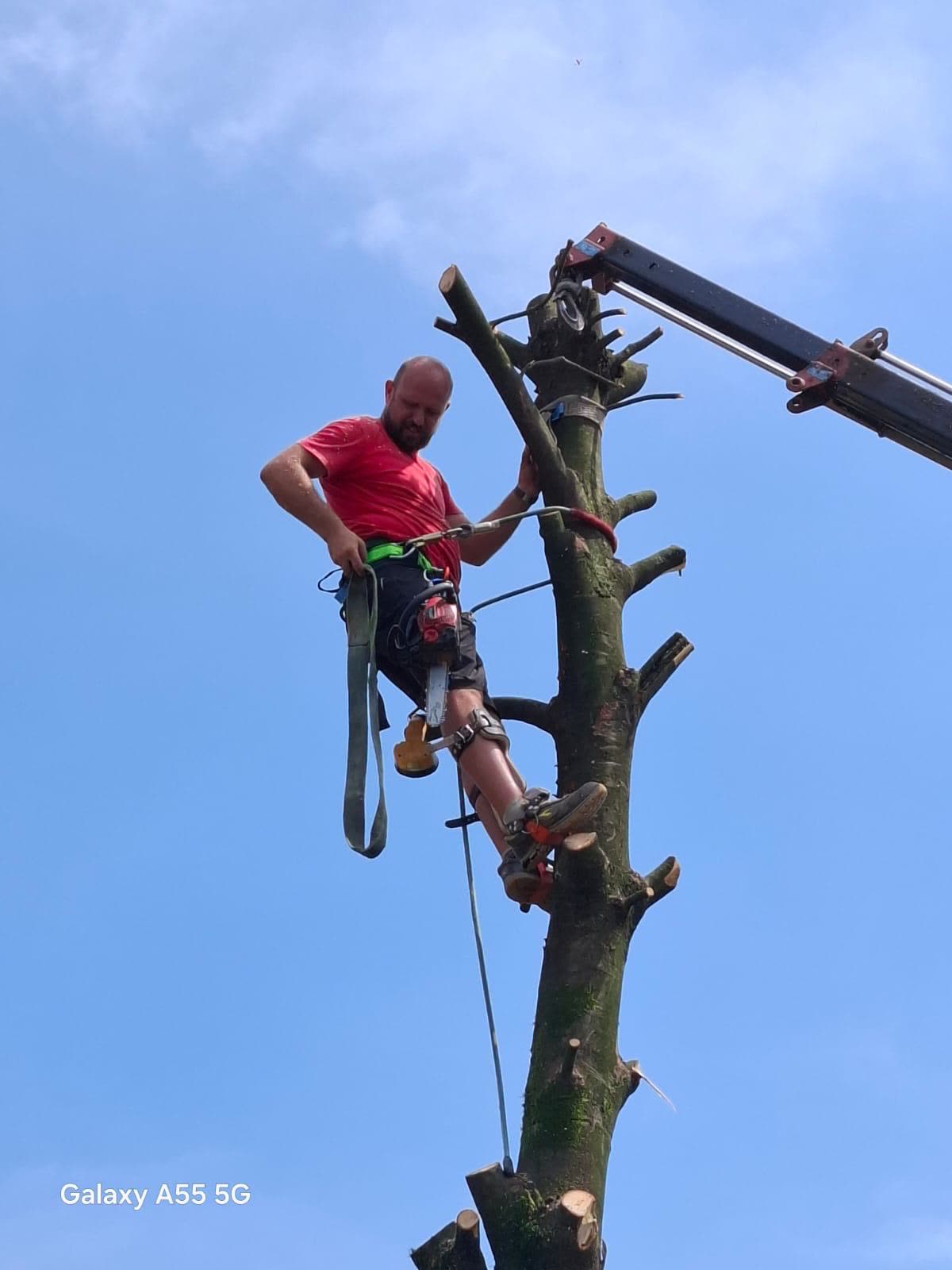 Operatore in tree climbing